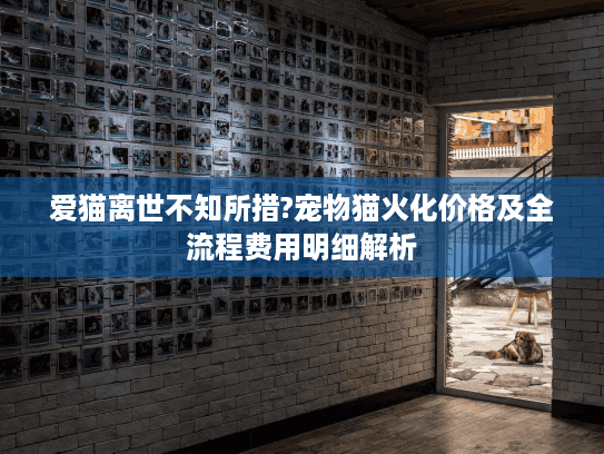 爱猫离世不知所措?宠物猫火化价格及全流程费用明细解析