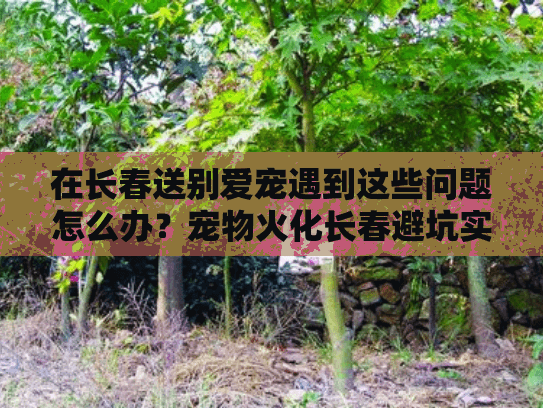 在长春送别爱宠遇到这些问题怎么办？宠物火化长春避坑实战指南