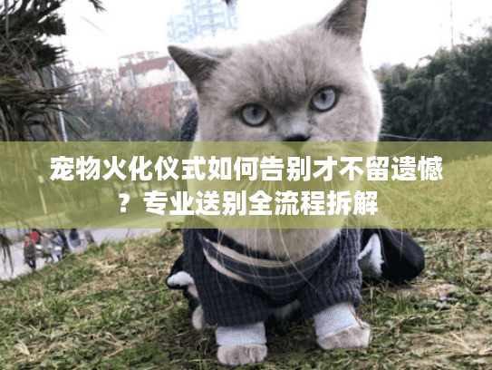 宠物火化仪式如何告别才不留遗憾？专业送别全流程拆解