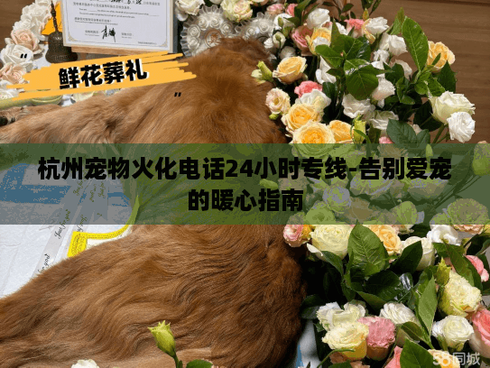 杭州宠物火化电话24小时专线-告别爱宠的暖心指南