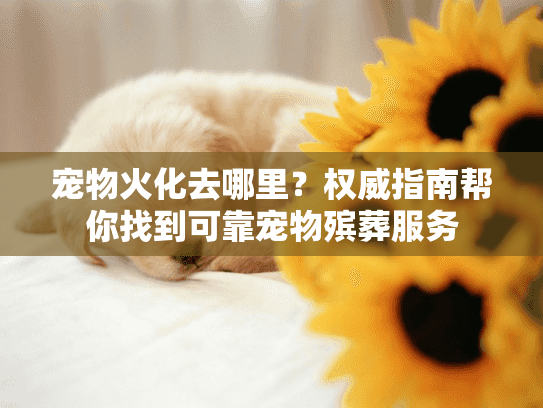 宠物火化去哪里？权威指南帮你找到可靠宠物殡葬服务