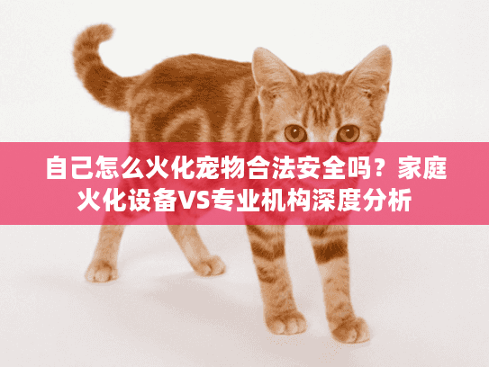 自己怎么火化宠物合法安全吗？家庭火化设备VS专业机构深度分析