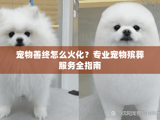 宠物善终怎么火化？专业宠物殡葬服务全指南