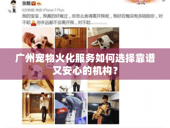 广州宠物火化服务如何选择靠谱又安心的机构？