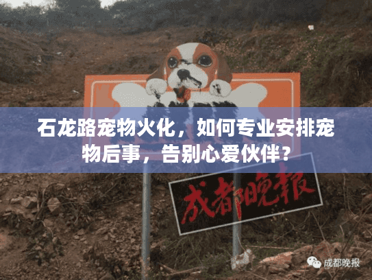 石龙路宠物火化，如何专业安排宠物后事，告别心爱伙伴？