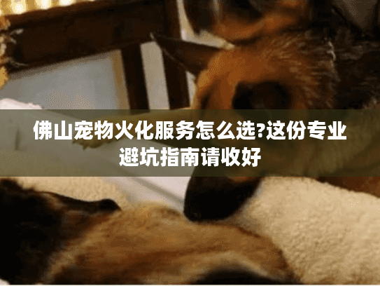 佛山宠物火化服务怎么选?这份专业避坑指南请收好