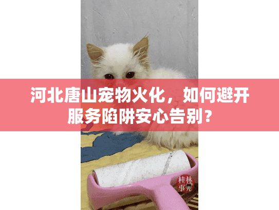 河北唐山宠物火化，如何避开服务陷阱安心告别？