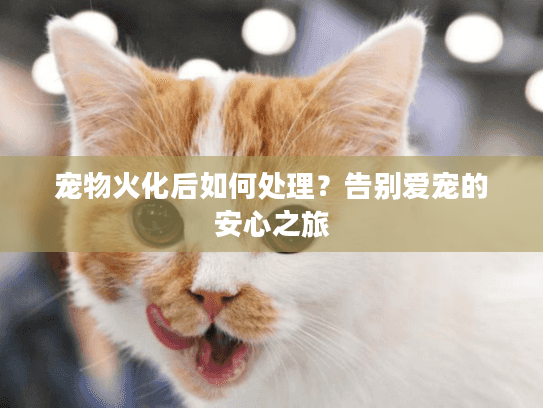 宠物火化后如何处理？告别爱宠的安心之旅