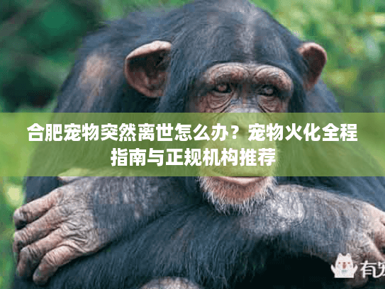 合肥宠物突然离世怎么办？宠物火化全程指南与正规机构推荐