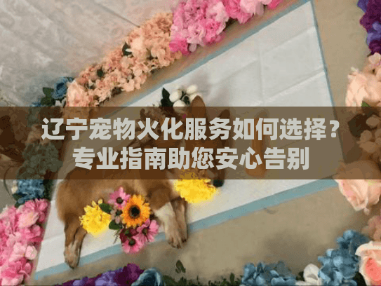 辽宁宠物火化服务如何选择？专业指南助您安心告别