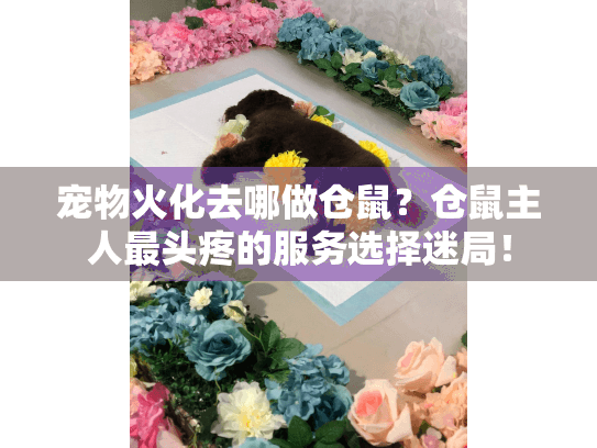 宠物火化去哪做仓鼠？仓鼠主人最头疼的服务选择迷局！