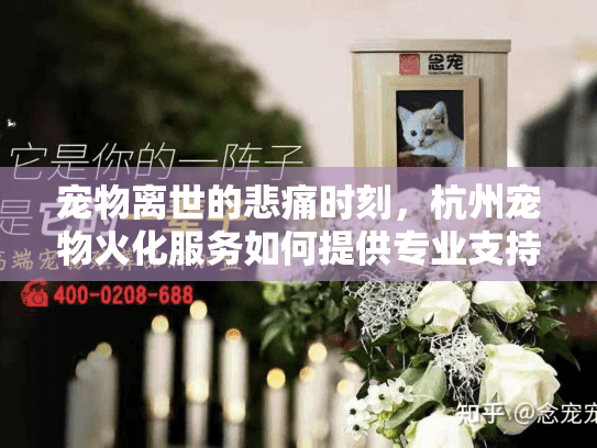宠物离世的悲痛时刻，杭州宠物火化服务如何提供专业支持？