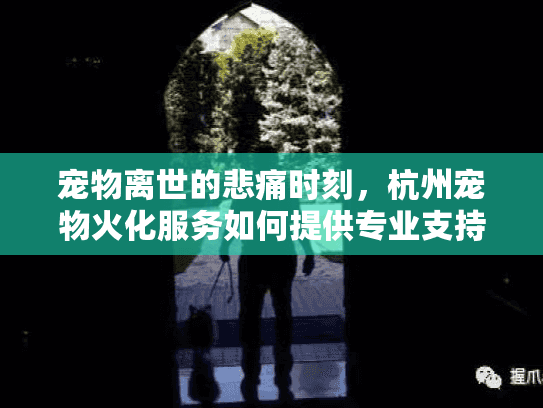 宠物离世的悲痛时刻，杭州宠物火化服务如何提供专业支持？