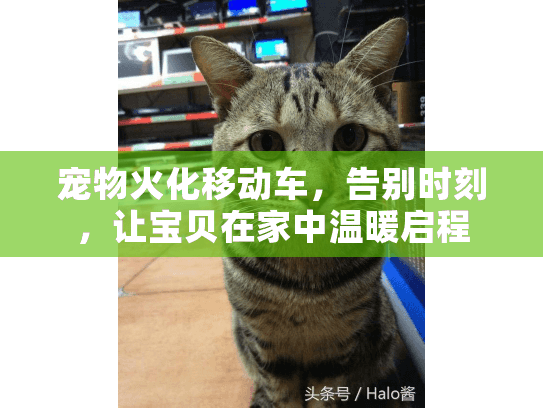 宠物火化移动车，告别时刻，让宝贝在家中温暖启程