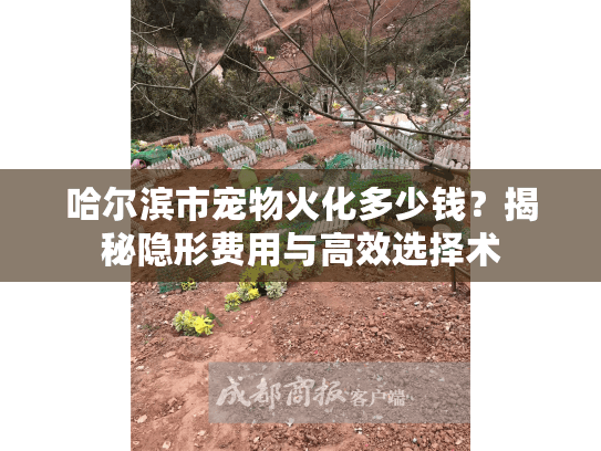 哈尔滨市宠物火化多少钱？揭秘隐形费用与高效选择术