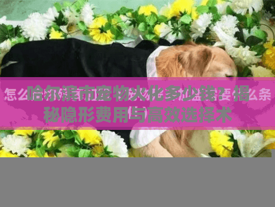 哈尔滨市宠物火化多少钱？揭秘隐形费用与高效选择术