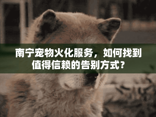南宁宠物火化服务，如何找到值得信赖的告别方式？