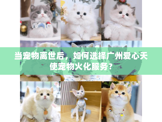 当宠物离世后，如何选择广州爱心天使宠物火化服务？