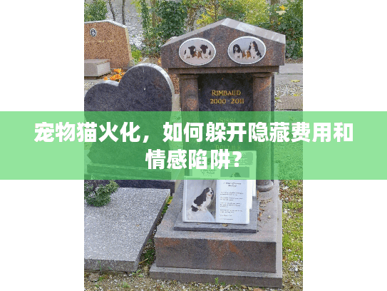宠物猫火化，如何躲开隐藏费用和情感陷阱？