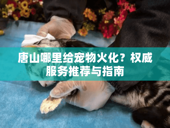 唐山哪里给宠物火化？权威服务推荐与指南