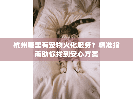 杭州哪里有宠物火化服务？精准指南助你找到安心方案