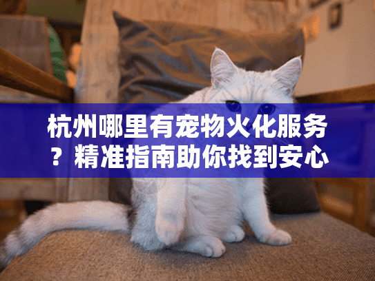 杭州哪里有宠物火化服务？精准指南助你找到安心方案