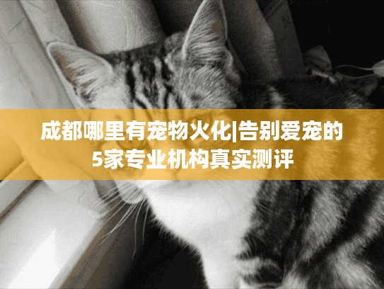 成都哪里有宠物火化|告别爱宠的5家专业机构真实测评