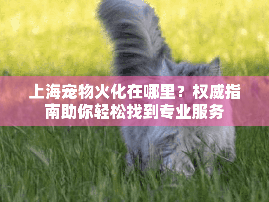 上海宠物火化在哪里？权威指南助你轻松找到专业服务