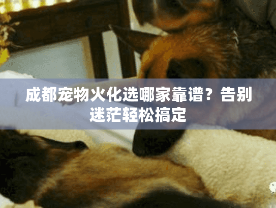 成都宠物火化选哪家靠谱？告别迷茫轻松搞定