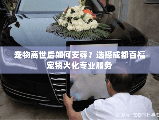 宠物离世后如何安葬？选择成都百福宠物火化专业服务