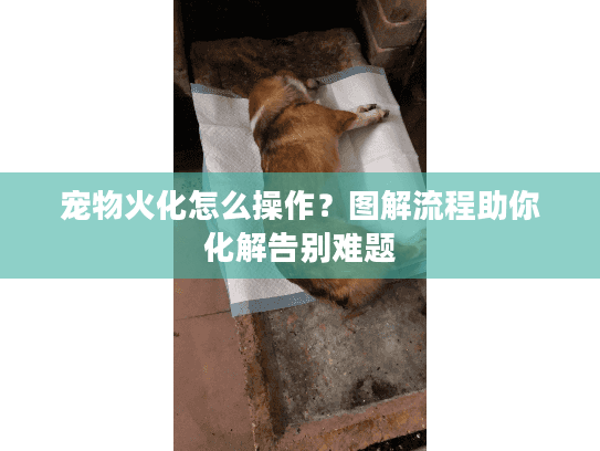 宠物火化怎么操作？图解流程助你化解告别难题