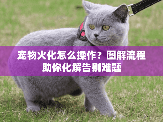 宠物火化怎么操作？图解流程助你化解告别难题