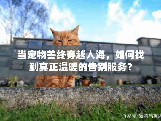 当宠物善终穿越人海，如何找到真正温暖的告别服务？