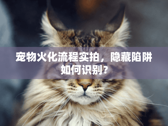 宠物火化流程实拍，隐藏陷阱如何识别？