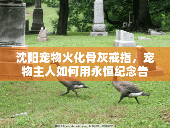沈阳宠物火化骨灰戒指，宠物主人如何用永恒纪念告别挚爱？