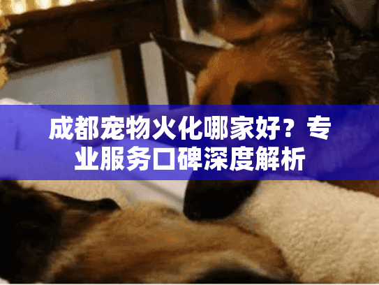 成都宠物火化哪家好？专业服务口碑深度解析