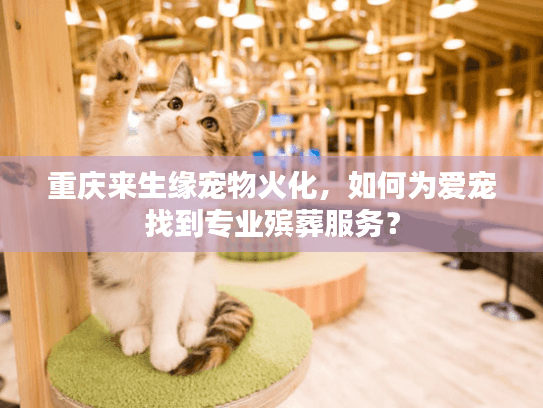 重庆来生缘宠物火化，如何为爱宠找到专业殡葬服务？