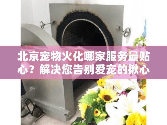 北京宠物火化哪家服务最贴心？解决您告别爱宠的揪心难题