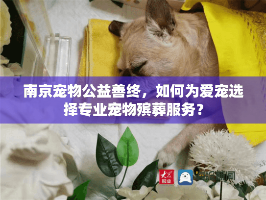 南京宠物公益善终，如何为爱宠选择专业宠物殡葬服务？