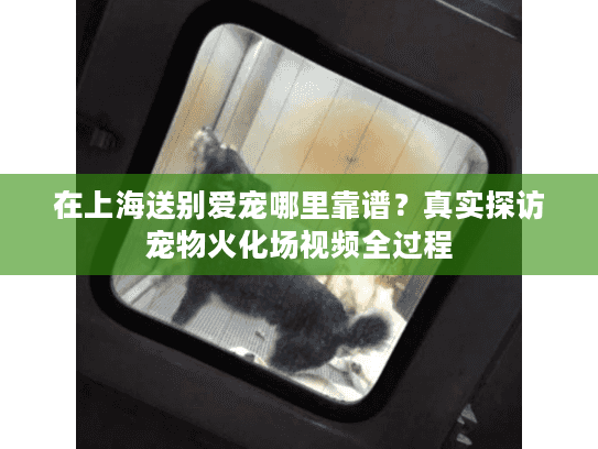在上海送别爱宠哪里靠谱？真实探访宠物火化场视频全过程
