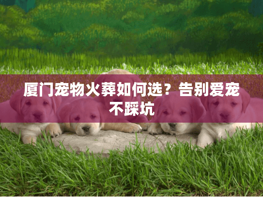 厦门宠物火葬如何选？告别爱宠不踩坑