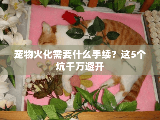 宠物火化需要什么手续？这5个坑千万避开