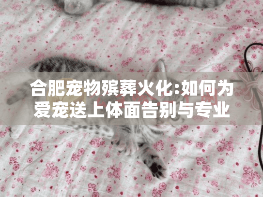合肥宠物殡葬火化:如何为爱宠送上体面告别与专业服务?