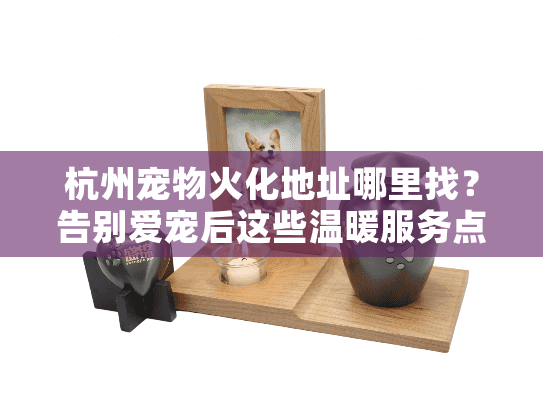 杭州宠物火化地址哪里找？告别爱宠后这些温暖服务点可安心选择