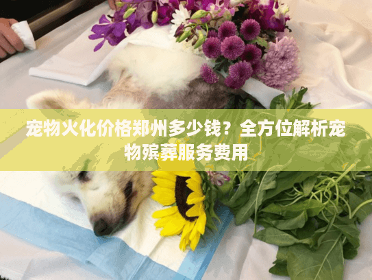 宠物火化价格郑州多少钱？全方位解析宠物殡葬服务费用