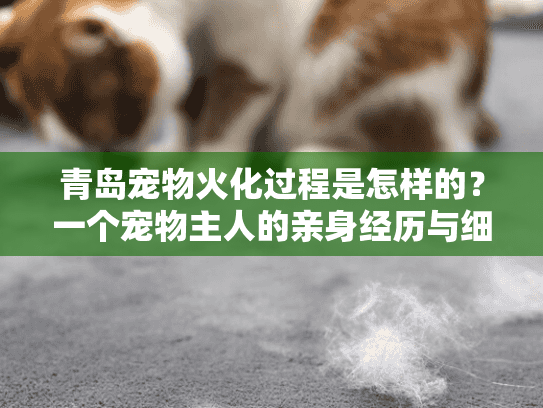 青岛宠物火化过程是怎样的？一个宠物主人的亲身经历与细节分享