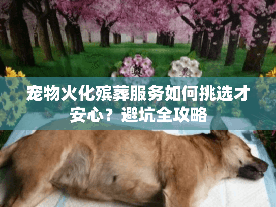 宠物火化殡葬服务如何挑选才安心？避坑全攻略