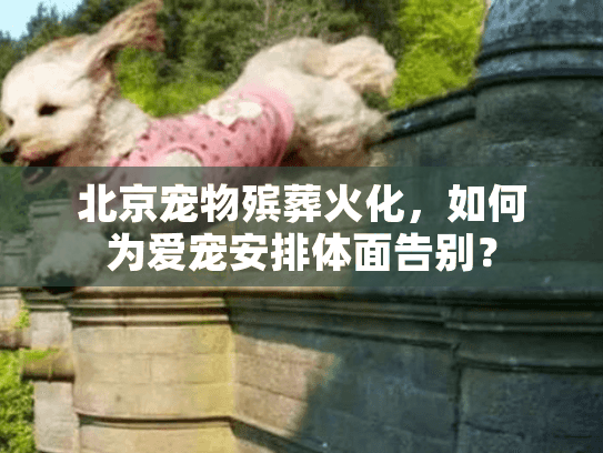 北京宠物殡葬火化，如何为爱宠安排体面告别？