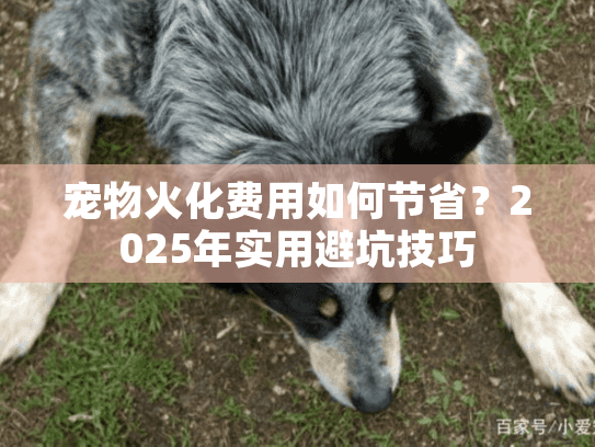 宠物火化费用如何节省？2025年实用避坑技巧