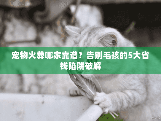 宠物火葬哪家靠谱？告别毛孩的5大省钱陷阱破解